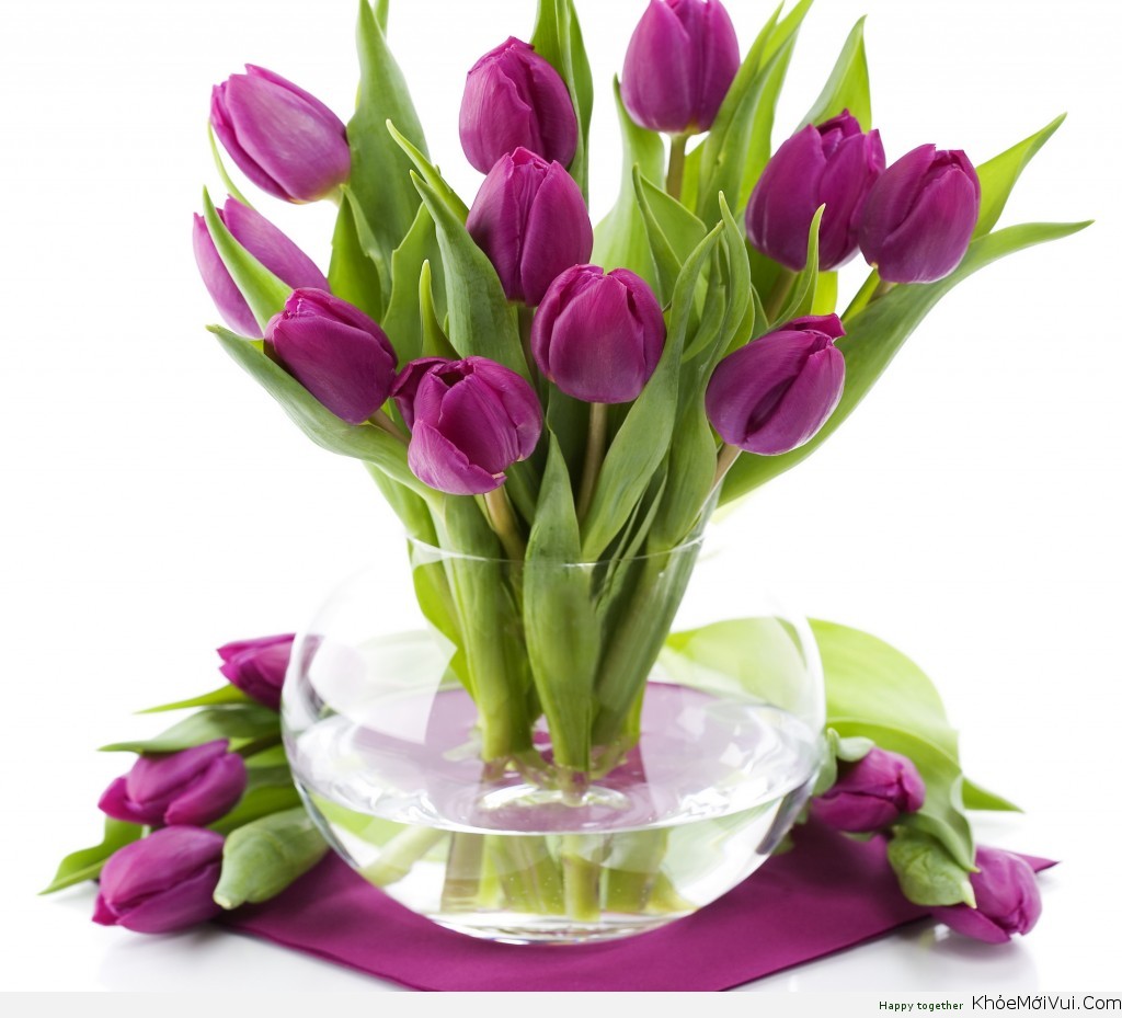 Save follow  Hoa tulip Hình nền hoa Hoa