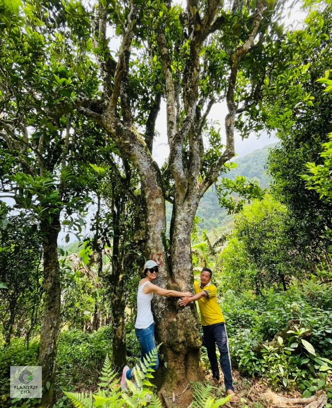 Trên độ cao khoảng 1.200m, cây chè cổ thụ tại Tủa Chùa sở hữu hương-vị và nội chất đặc trưng của lá trà mà không nơi nào có được. (Ảnh: Plantrip Cha)