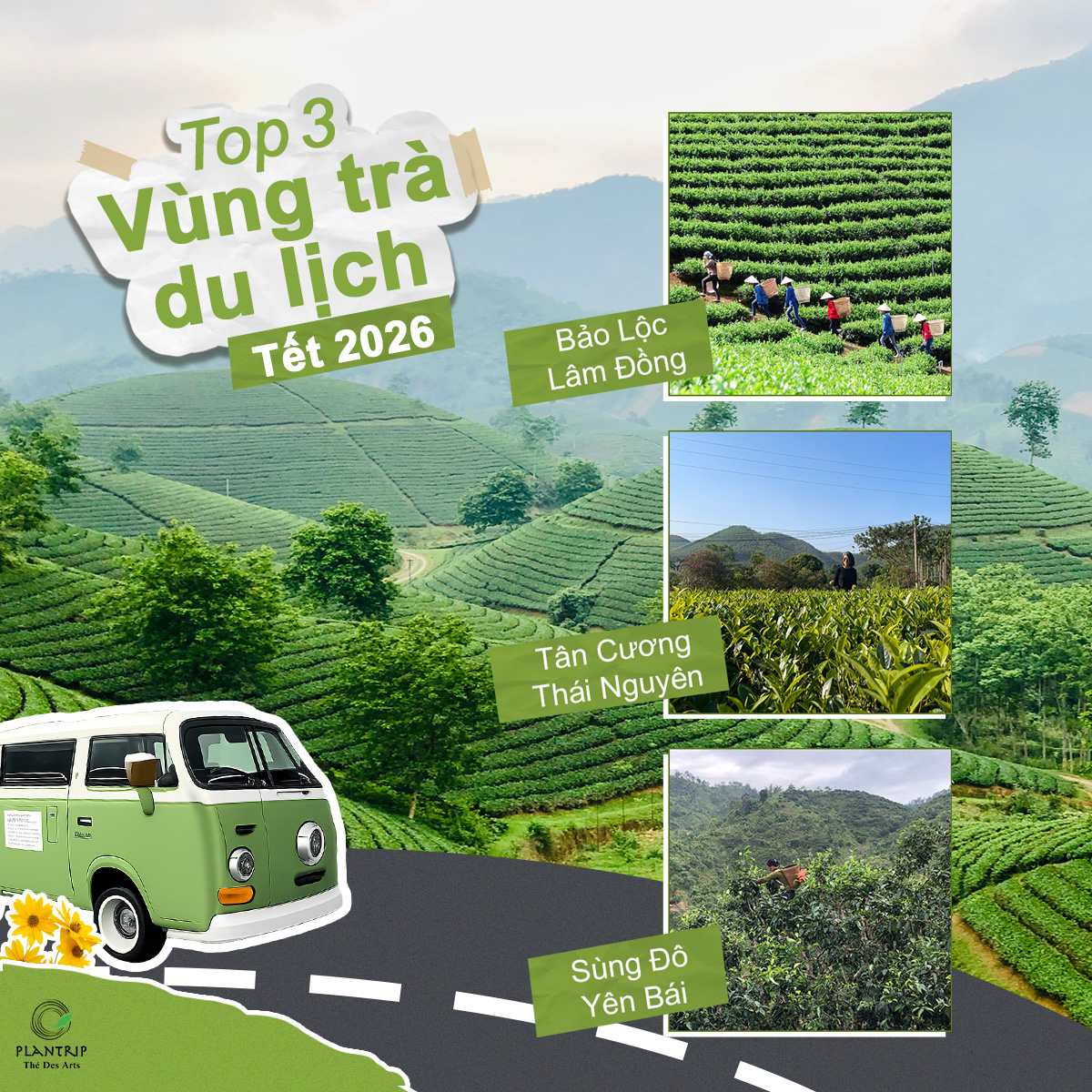 Top 3 vùng trà đáng ghé thăm dịp Tết 2026.