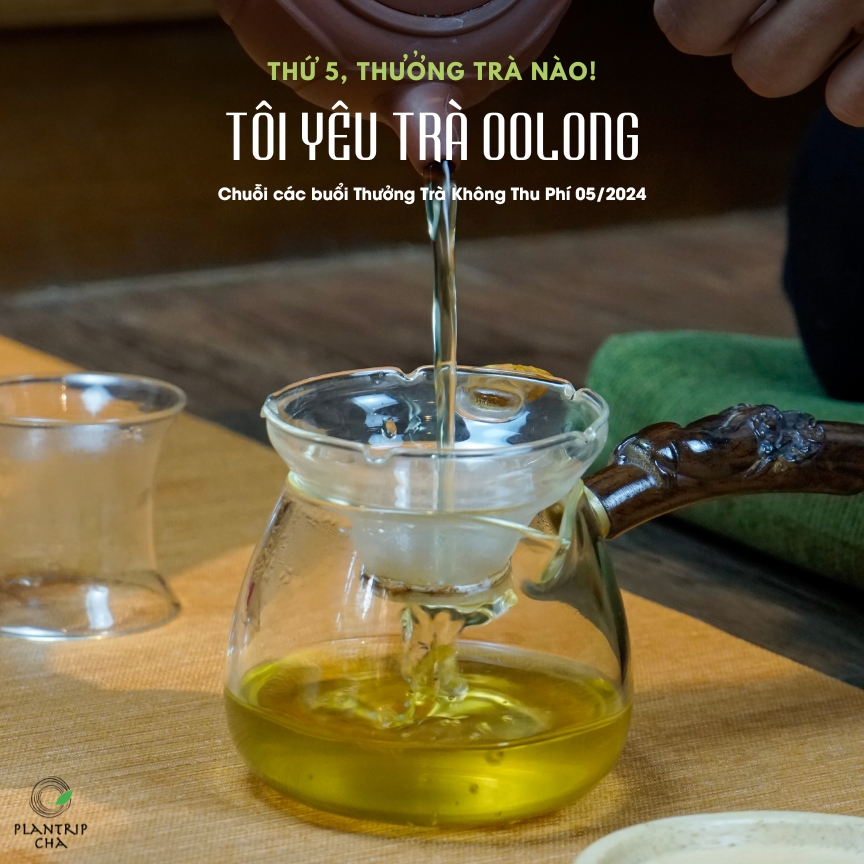 Bảy phẩm trà oolong được chọn pha trong 5 buổi thưởng trà tháng 5