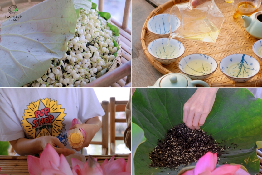 Plantrip hướng dẫn ướp trà sen và trà hoa lài, cùng thưởng trà vào buổi sớm đón bình minh.