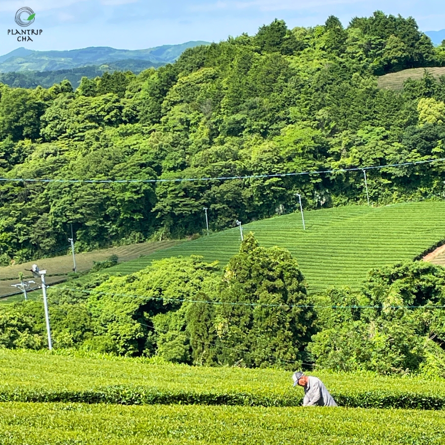 Đồi trà xanh ngát tại vùng Yame - Fukuoka. Ảnh: Plantrip Cha 