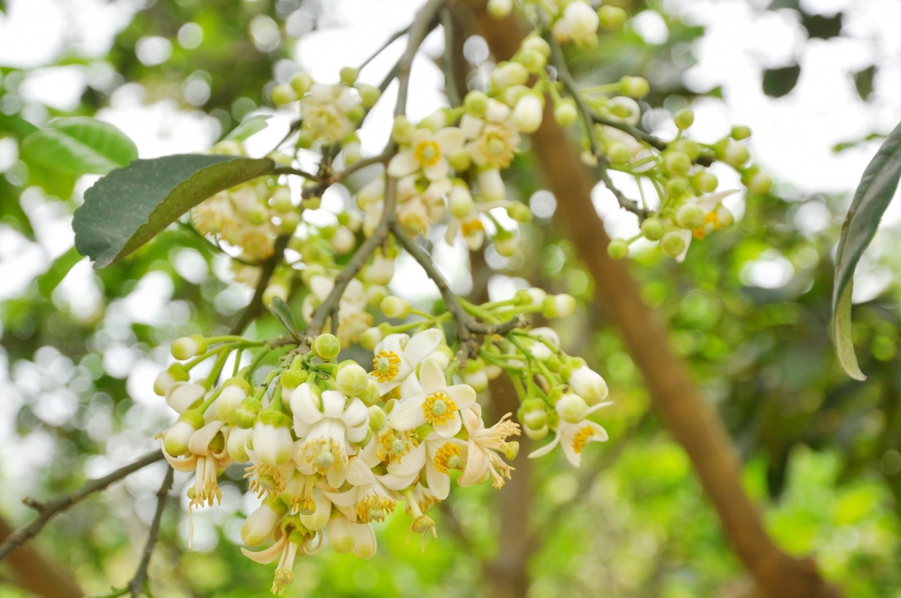 Những bông hoa bưởi tươi có hương thơm ngào ngạt khi vừa bung nở là nguyên liệu quan trọng để làm nên thành phẩm trà hoa bưởi thơm ngon (Ảnh: sưu tầm)