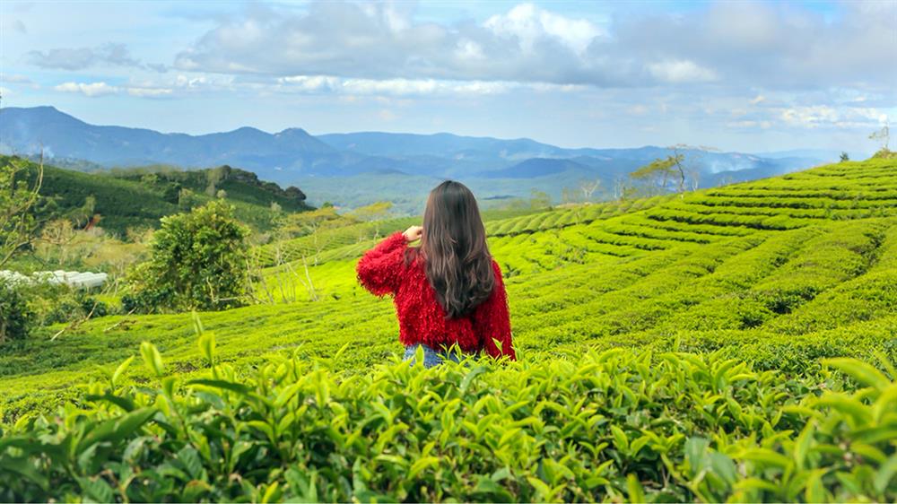 Thưởng cảnh, tận hưởng bầu không khí trong lành giữa đồi trà (Ảnh: sưu tầm)