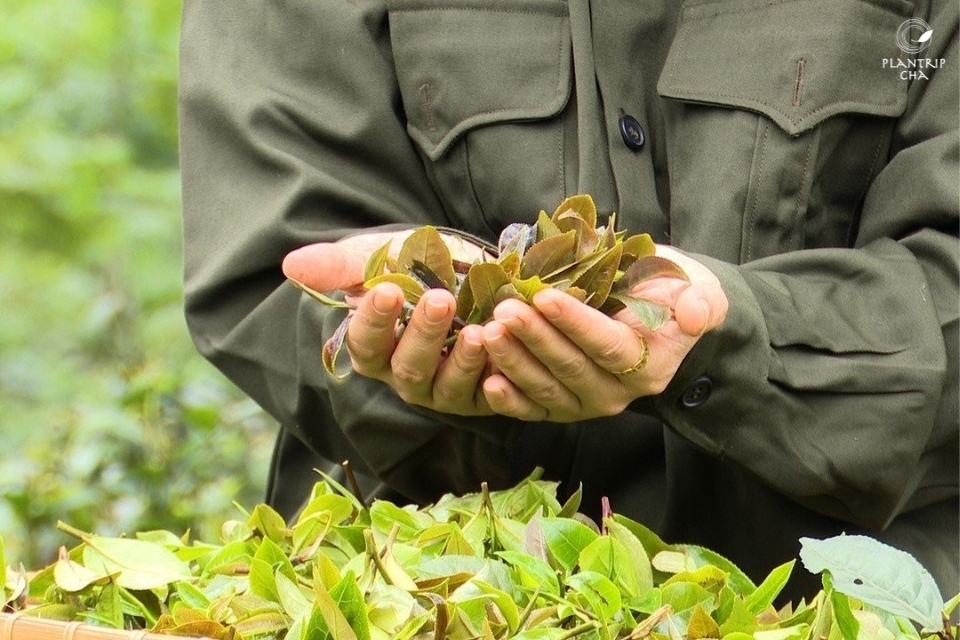 Trà Búp Tím Phú Thọ Quý Hiếm Thượng Hạng có phần lá, thân và cuống màu tím đặc trưng (Nguồn ảnh:Plantrip Cha)