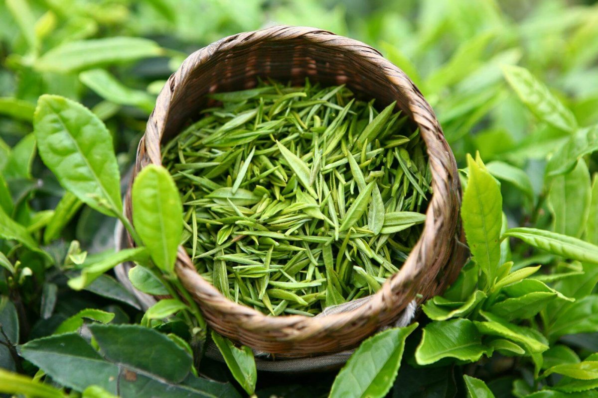 Búp trà vụ xuân
