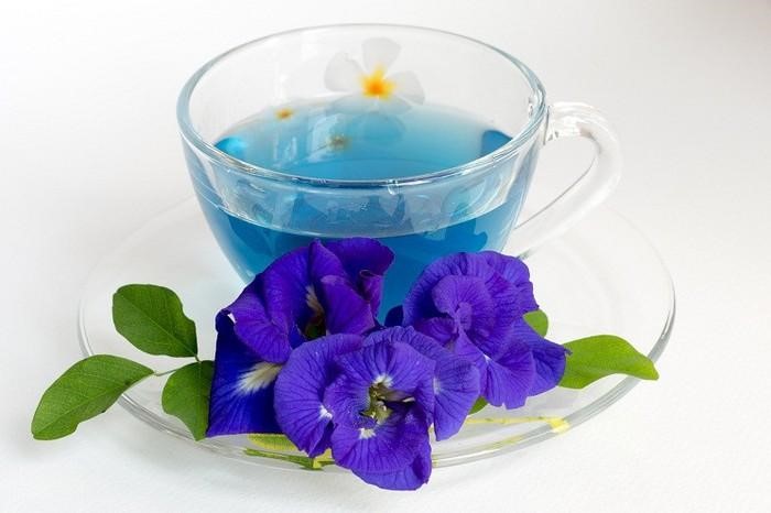 trà hoa đậu biếc nóng