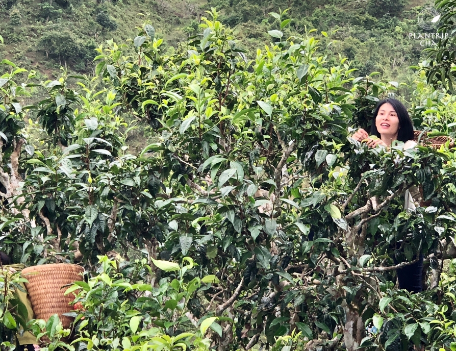 Trà Vàng Cổ Thụ Giằng Pằng Thượng Hạng được chế biến từ những búp và trà non, có tuổi đời hơn trăm trăm năm tuổi.