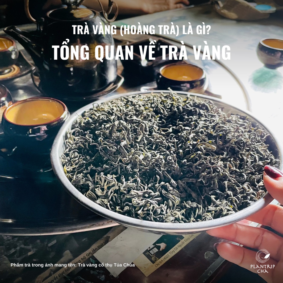 TRÀ VÀNG (HOÀNG TRÀ) LÀ GÌ? TỔNG QUAN VỀ TRÀ VÀNG