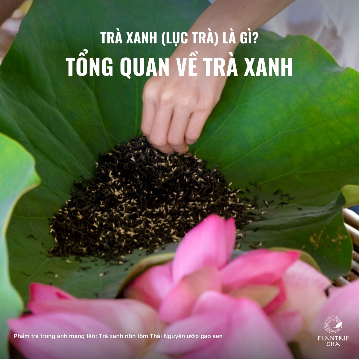 TRÀ XANH (LỤC TRÀ) LÀ GÌ? TỔNG QUAN VỀ TRÀ XANH