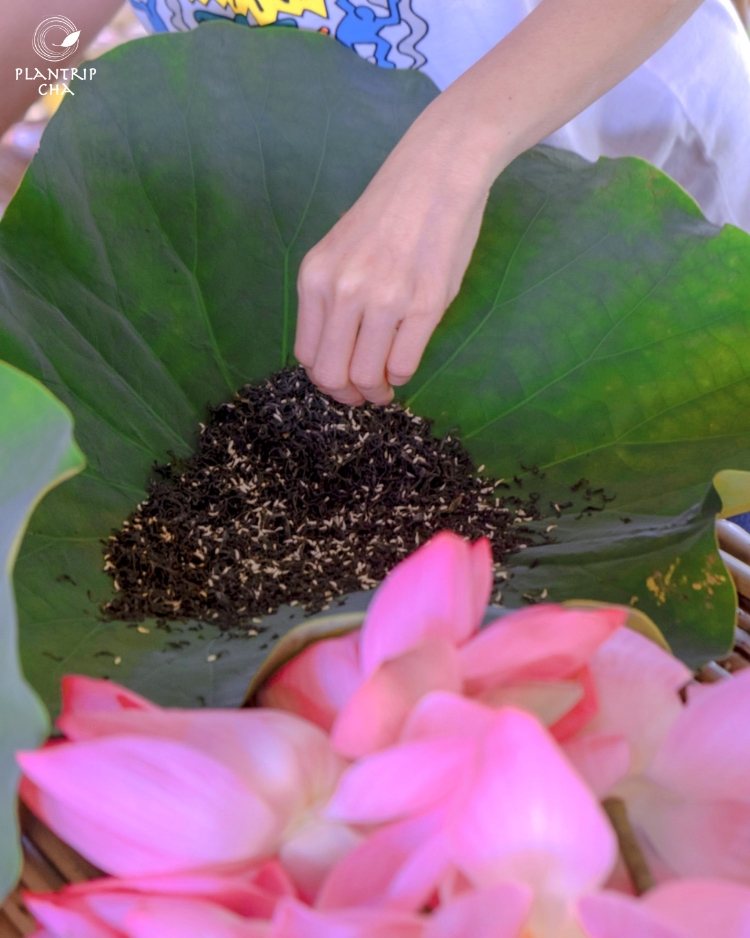Plantrip hướng dẫn ướp trà sen và trà hoa lài, cùng thưởng trà vào buổi sớm đón bình minh.