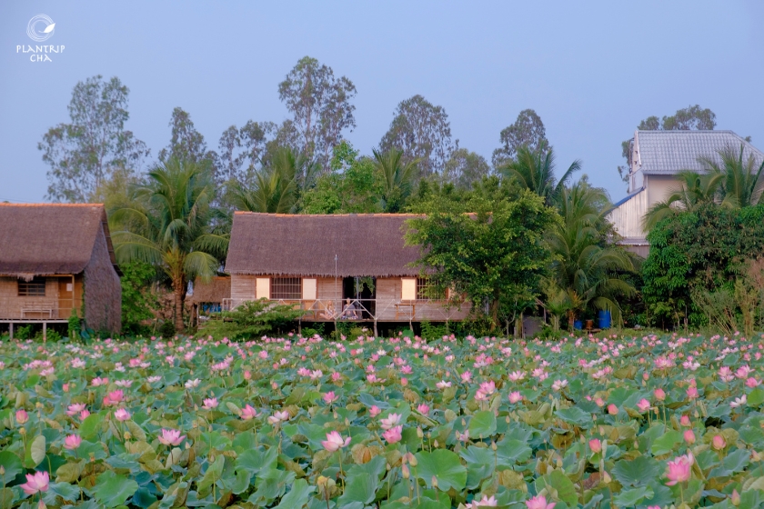Tham quan xứ hoa sen cùng Plantrip Cha.