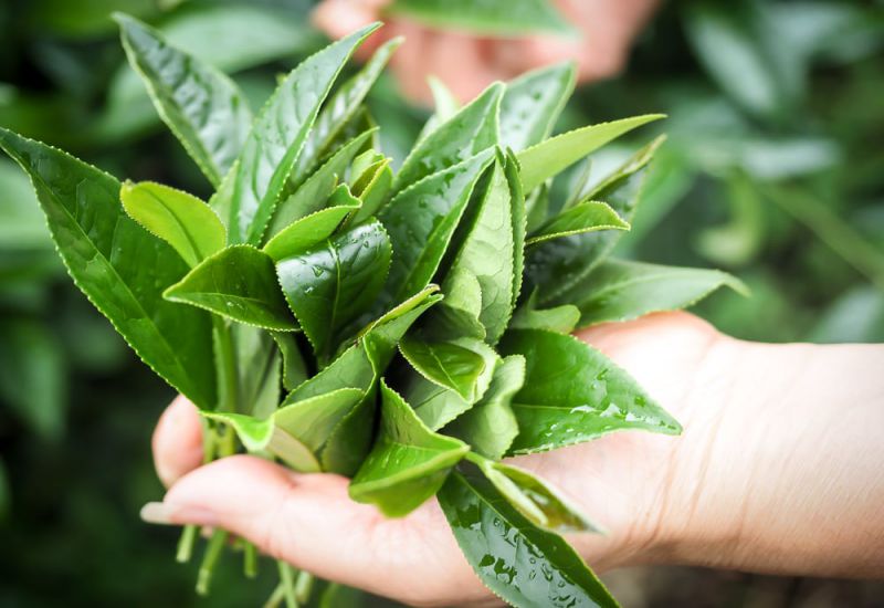 High Mountain Tea (Cao Sơn Trà) dùng để chỉ các loại trà Đài Loan được trồng ở độ cao hơn 1000 mét - Ảnh: Sưu tầm