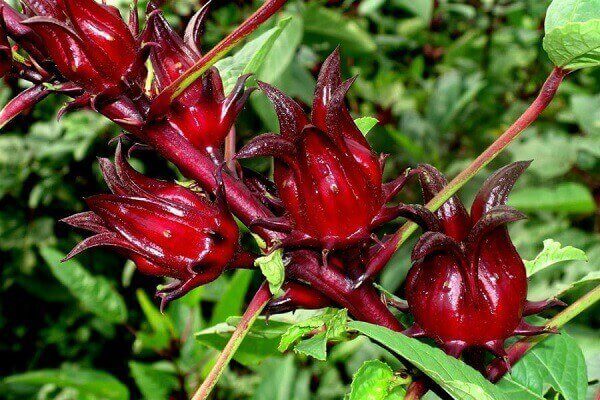 Hibiscus hay còn gọi là hoa bụp giấm