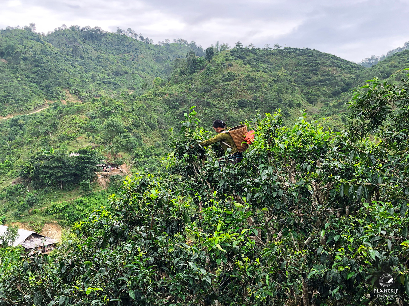 Người đồng báo hái chè - Vùng trà cổ thụ Sùng Đô - Yên Bái.