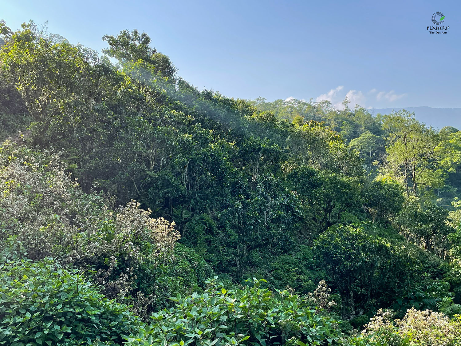 Rừng trà cổ thụ Tà Xùa trong năng sớm mùa xuân.