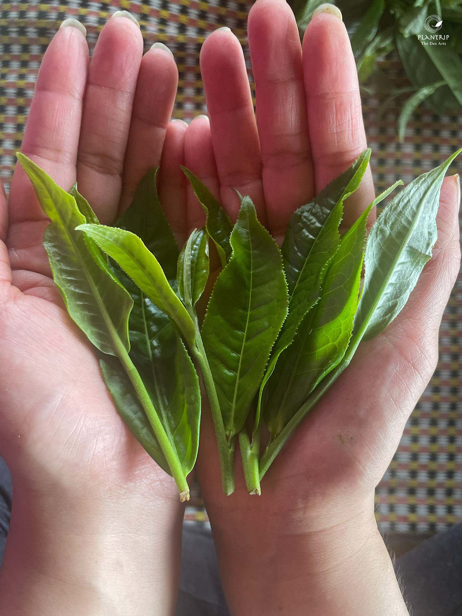 Búp trà non của cây trà cổ thụ tại Lùng Vài.