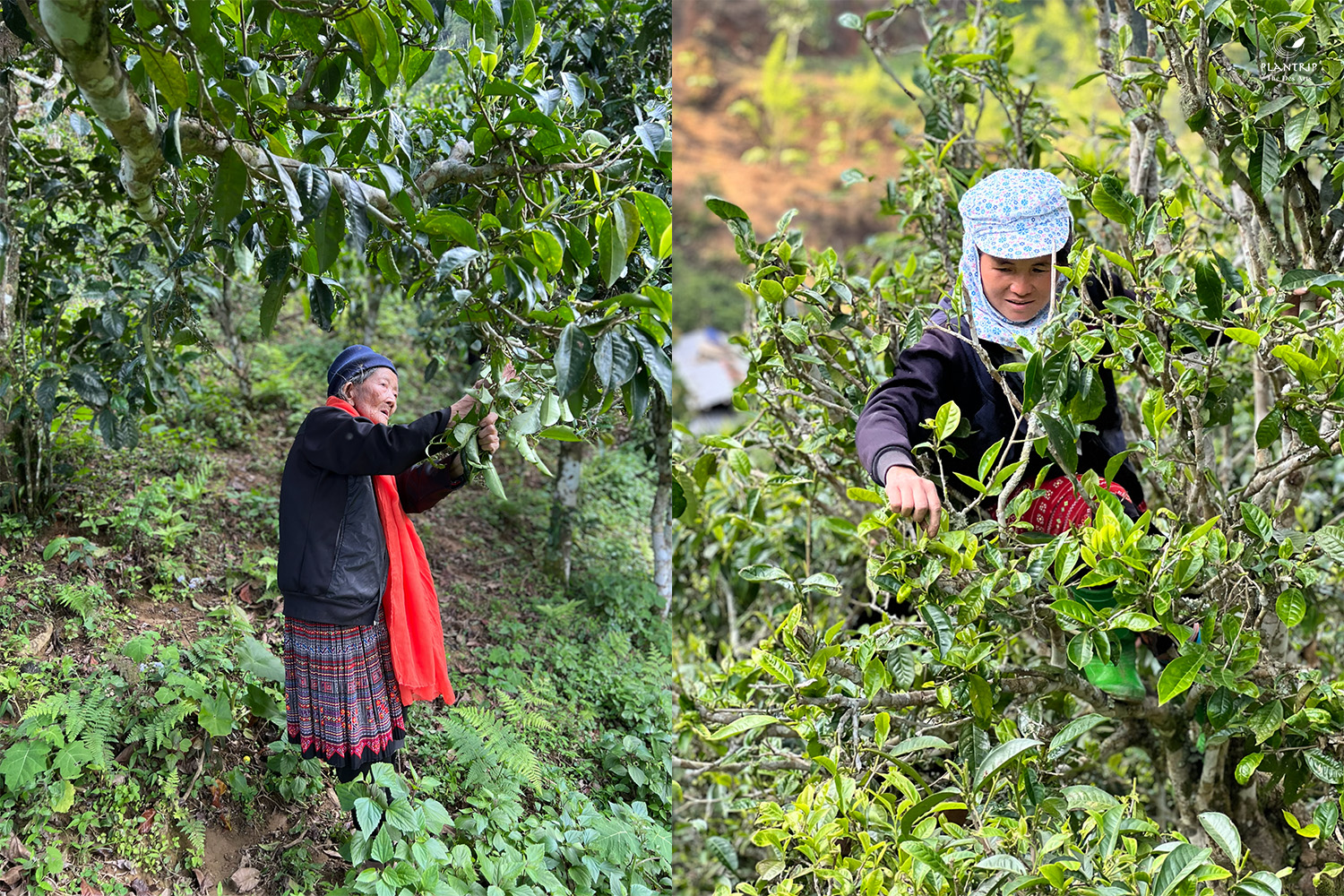 Đồng bào người H'Mông thu hái trà trên nhanh cây trà cổ thụ.