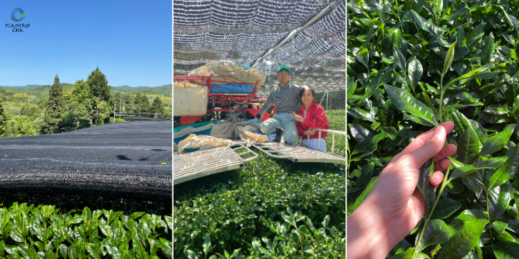 Vườn trà đối tác của Plantrip Cha được trồng dưới bóng râm 3 tuần trước khi thu hoạch tại Uji, Kyoto.