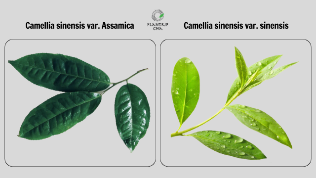 Cây trà thuộc giống trà cổ thụ Camellia sinensis var. Assamica trồng tại vùng trà Tam Đường, Lai Châu.