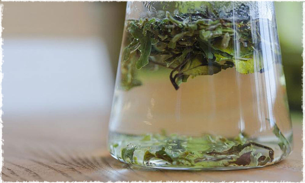 lịch sử về cold brew tea là gì