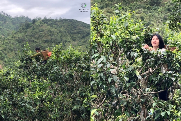 Người dân vùng cao hái trà trong rừng trà cổ thụ, vào lúc sáng sớm, khi mặt trời chưa lên cao.