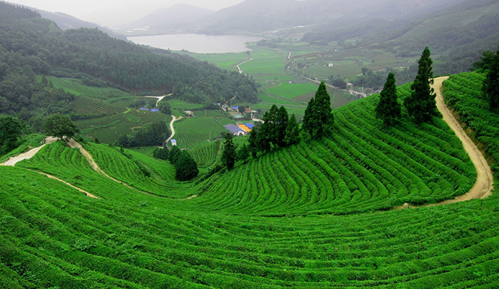 Kinh nghiệm đi đồi chè Tân Cương