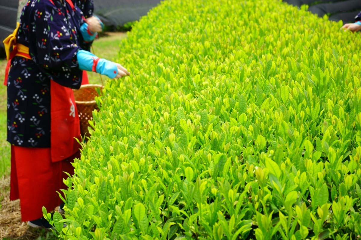 Uji, Kyoto là vùng trồng trà xanh lâu đời tại Nhật Bản (Ảnh: sưu tầm)