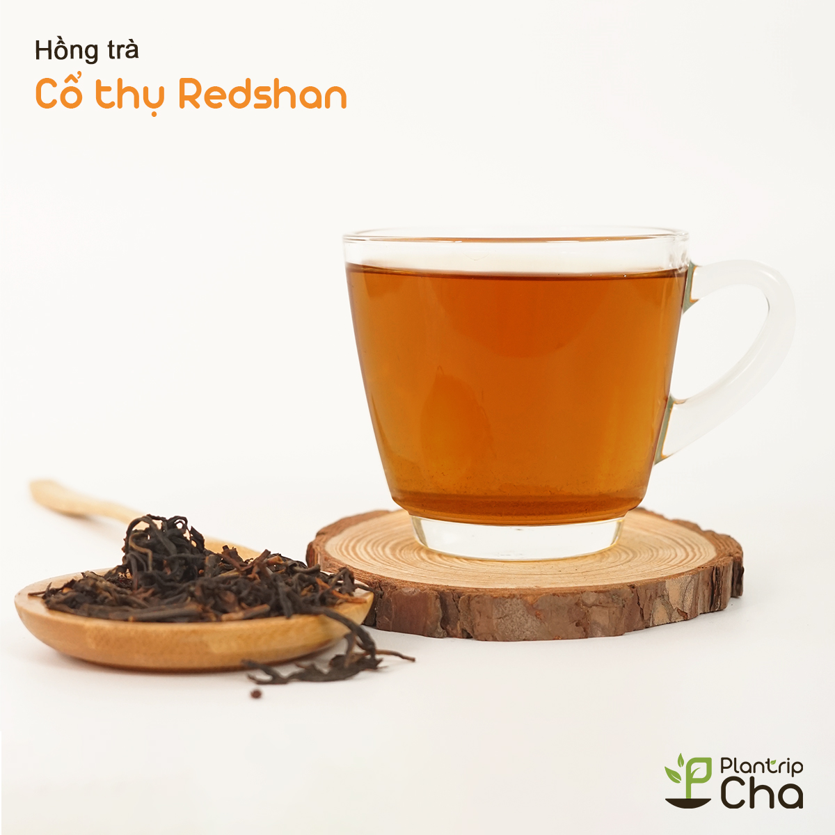 Màu nước Hồng trà cổ thụ Redshan.