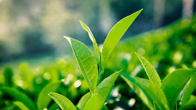 Làm đẹp bằng trà xanh đơn giản tại nhà