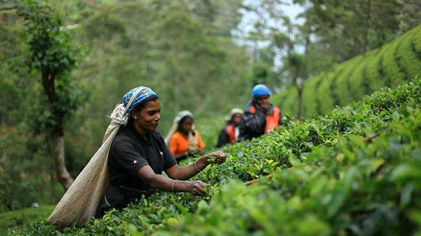 Phụ nữ Ấn hái trà trên một góc vườn trà Assam - Ảnh: Sưu tầm