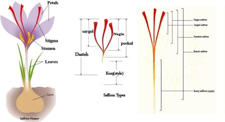 các loại nhụy hoa nghệ tây