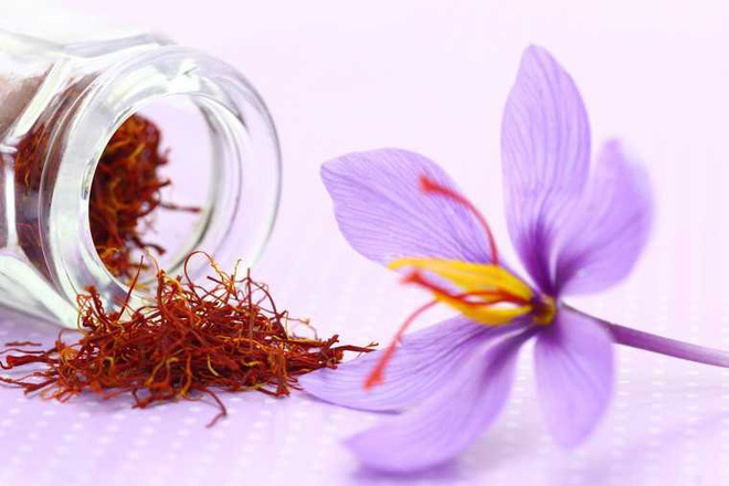 công dụng nhụy hoa nghệ tây