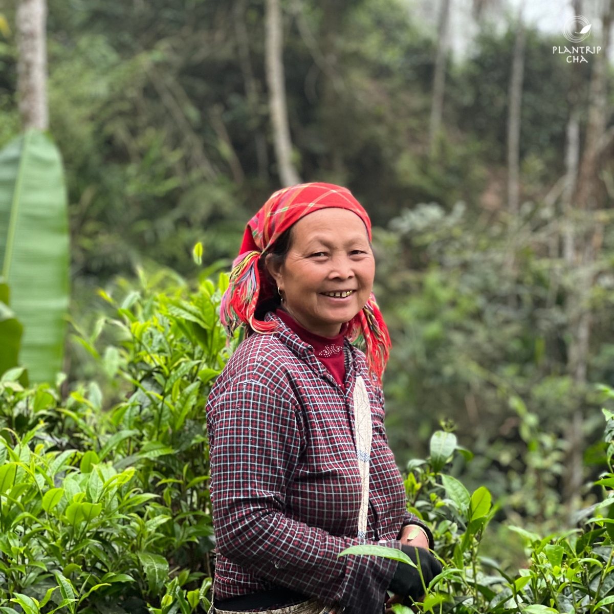 Người hái trà tại Xuân Thành - Quang Bình - Hà Giang (Ảnh: Plantrip Cha)