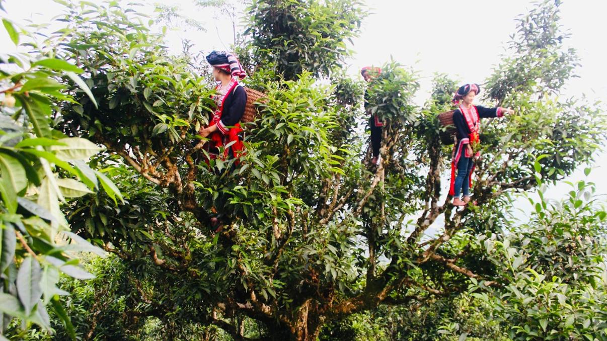 Cây trà có thể cao đến 16 mét trong điều kiện sinh trưởng tự nhiên (Ảnh: sưu tầm)