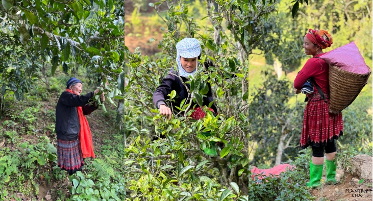 Người dân vùng cao hái trà trên núi, vào lúc sáng sớm, khi mặt trời chưa lên cao.