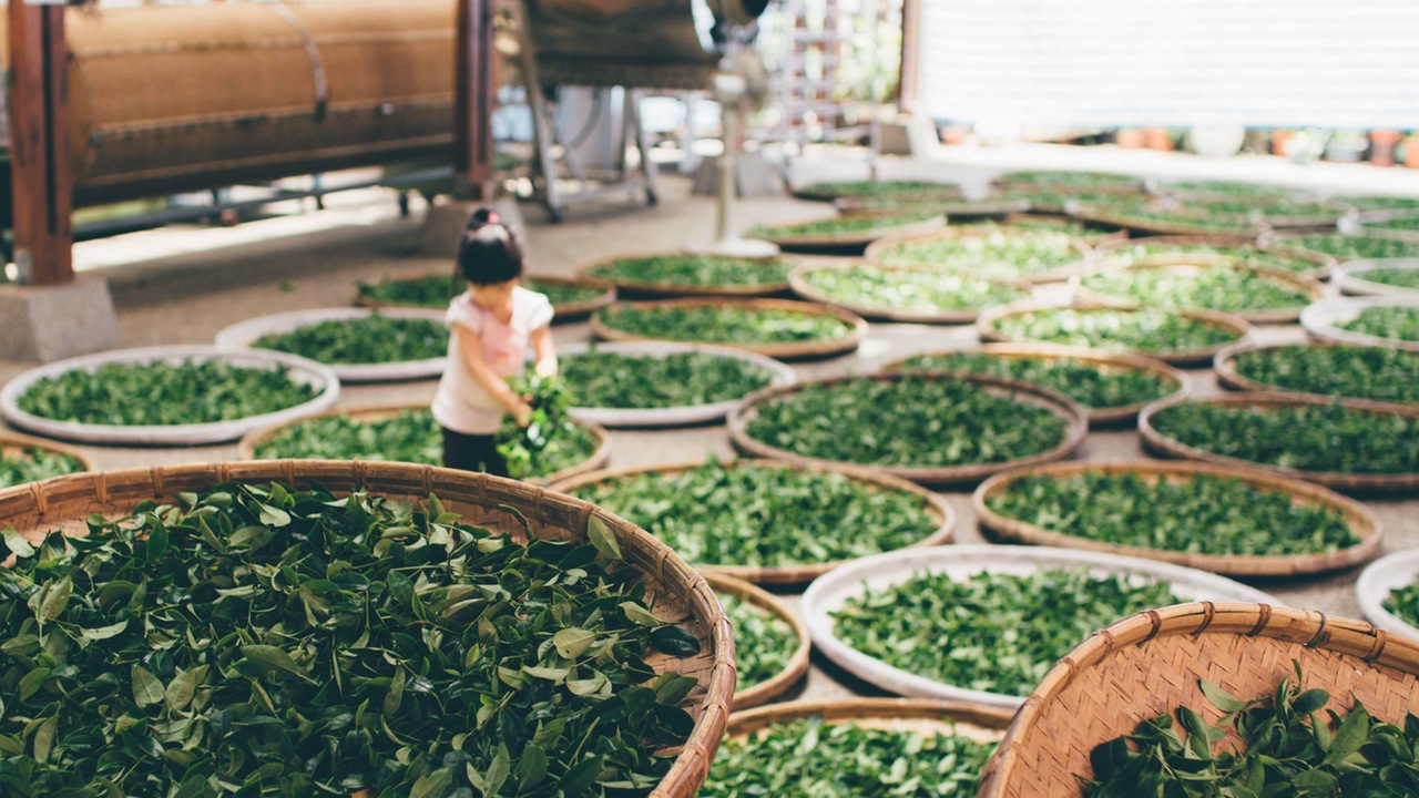tìm hiểu về các loại trà và những quốc gia trồng trà