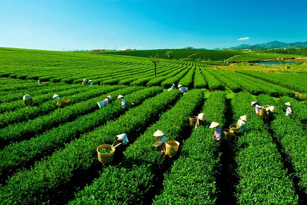 Vườn trà Bảo Lộc - Lâm Đồng