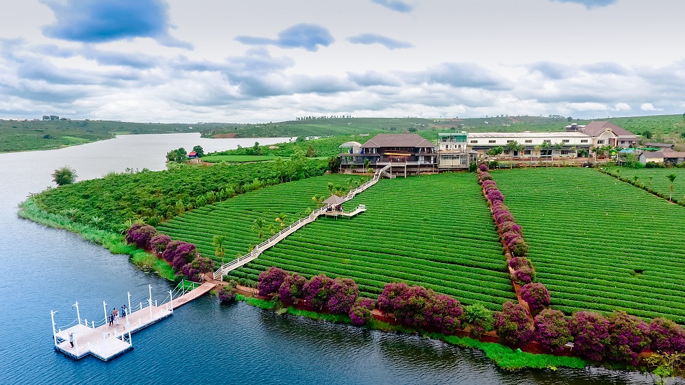 Tour du lịch vườn trà: Hot trend của giới yêu trà | Plantrip Cha Tour du lịch vườn trà: Hot trend của giới yêu trà | Plantrip Cha