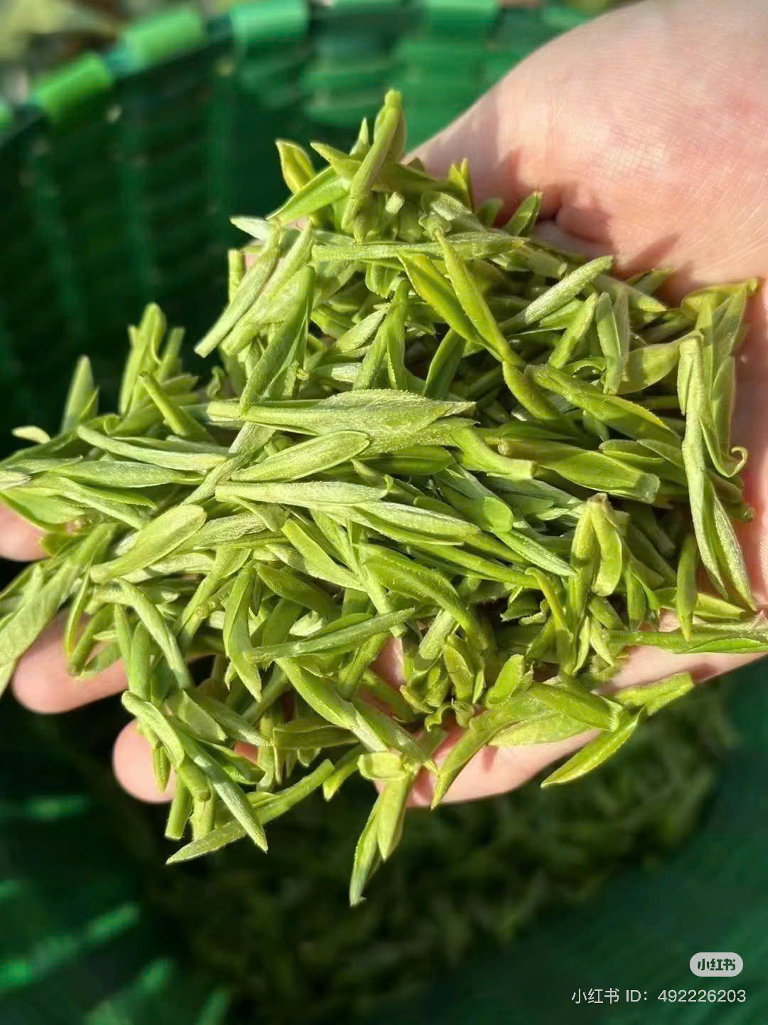 Truyền thuyết kể rằng sở dĩ Bích Loa Xuân có mùi thơm đặc biệt là do tiếp xúc với nhiệt độ cơ thể người - Ảnh: Sưu tầm