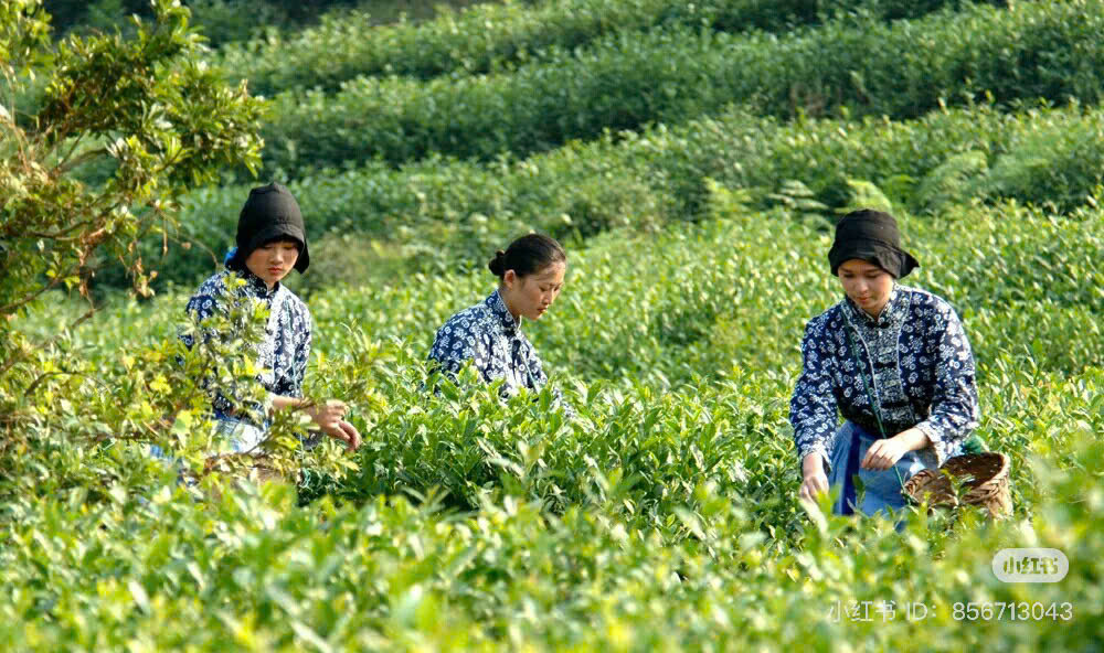 Điều kiện thiên nhiên thuận lợi tại Động Đình, Thái Hồ giúp Bích Loa Xuân trở thành một trong những loại trà tuyệt hảo - Ảnh: Sưu tầm.
