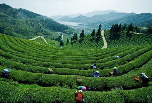 vùng trồng trà ngon ở trung quốc