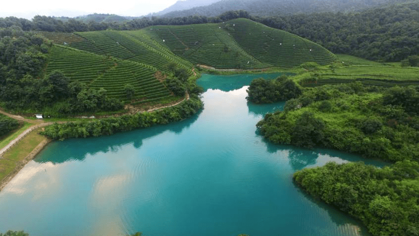 Đồi trà Long Tỉnh Tây Hồ - Hàng Châu, Triết Giang - Ảnh: Sưu tầm