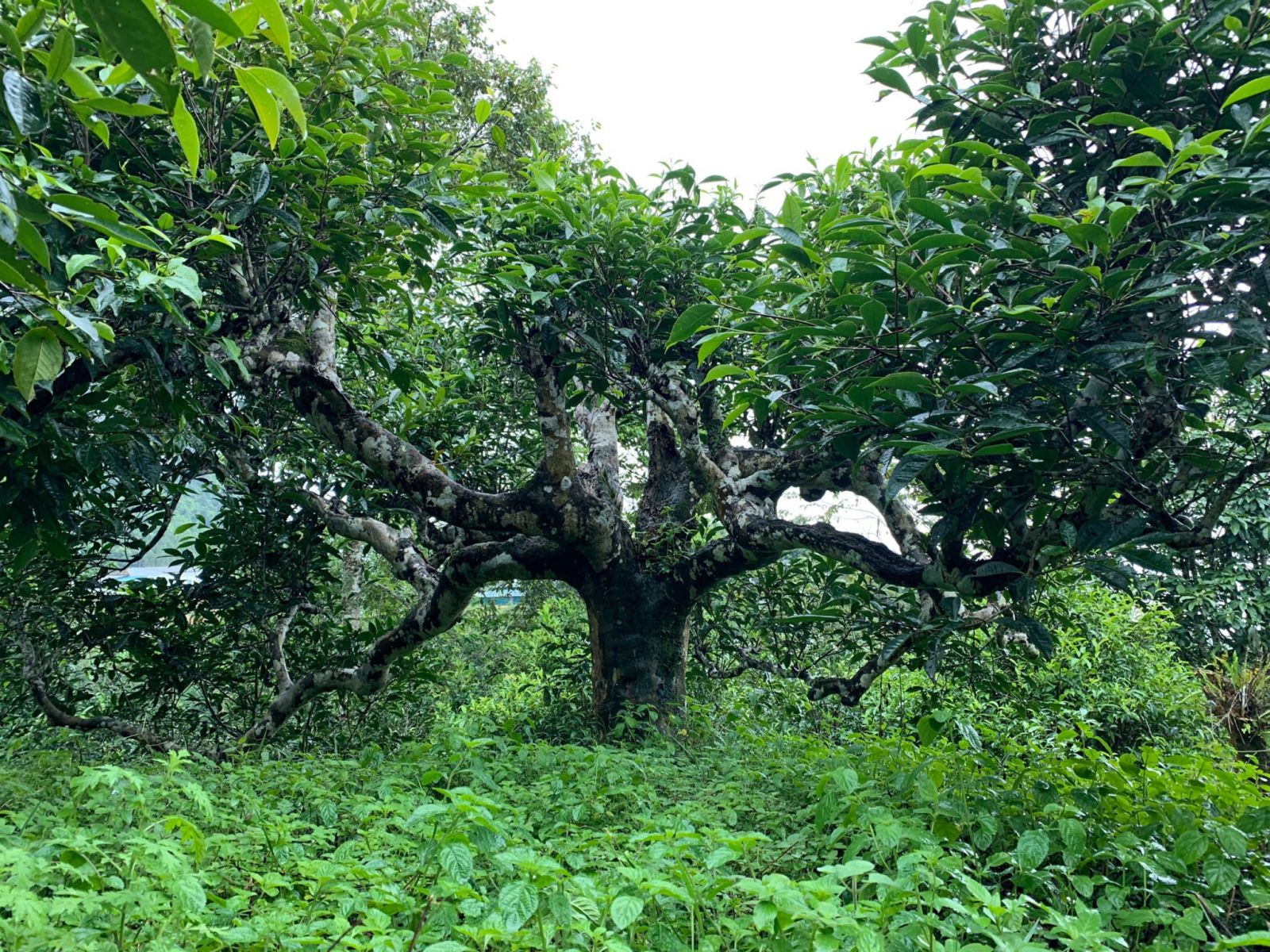 Trà Phổ Nhĩ được làm từ búp non, lá bánh tẻ của cây trà Shan tuyết cổ thụ ở vùng núi cao (Ảnh: sưu tầm)