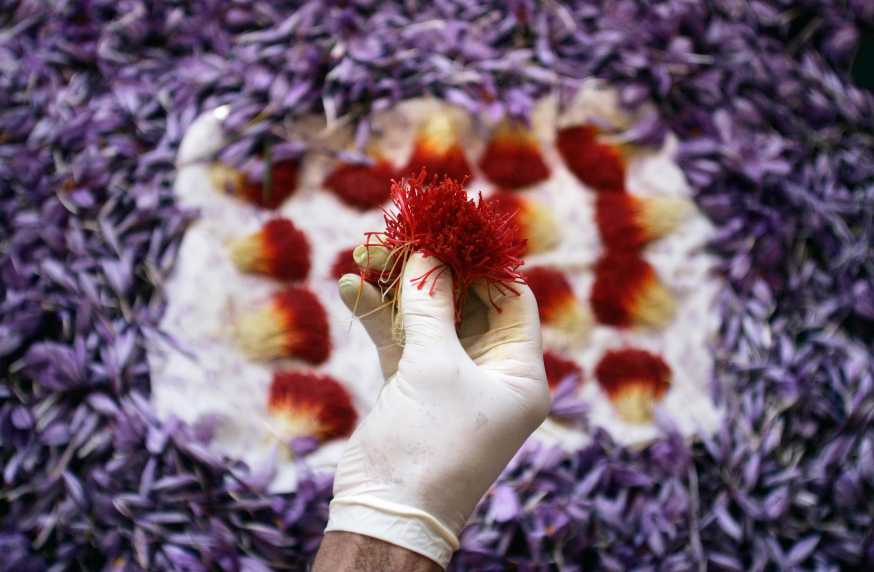  Saffron sau khi tách ra khỏi hoa - Ảnh: Sưu tầm