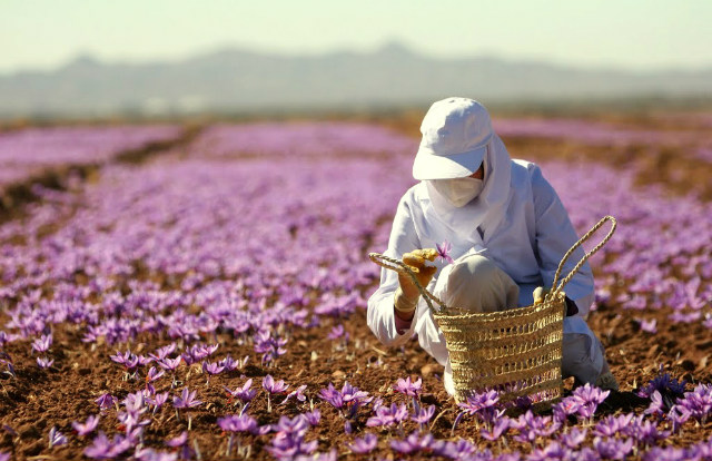 Thu hoạch Hoa Nghệ Tây trên cánh đồng biên giới Iran - Ảnh: Sưu tầm