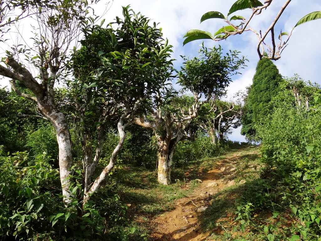 trà Shan tuyết