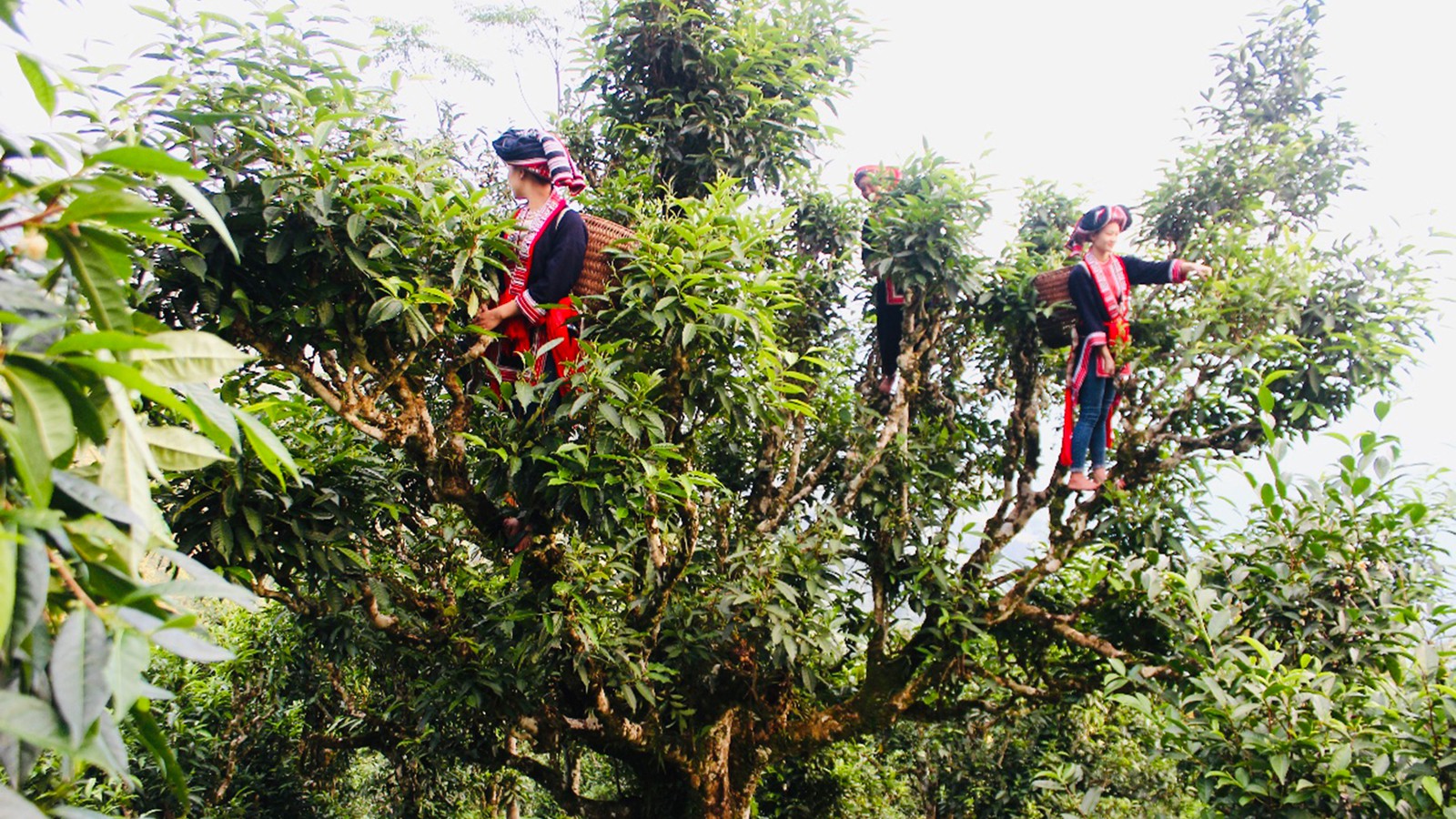 Mỗi vùng đất có tác động trực tiếp đến quá trình sinh trưởng và ảnh hưởng rất lớn đến hương vị của trà (Ảnh: sưu tầm)