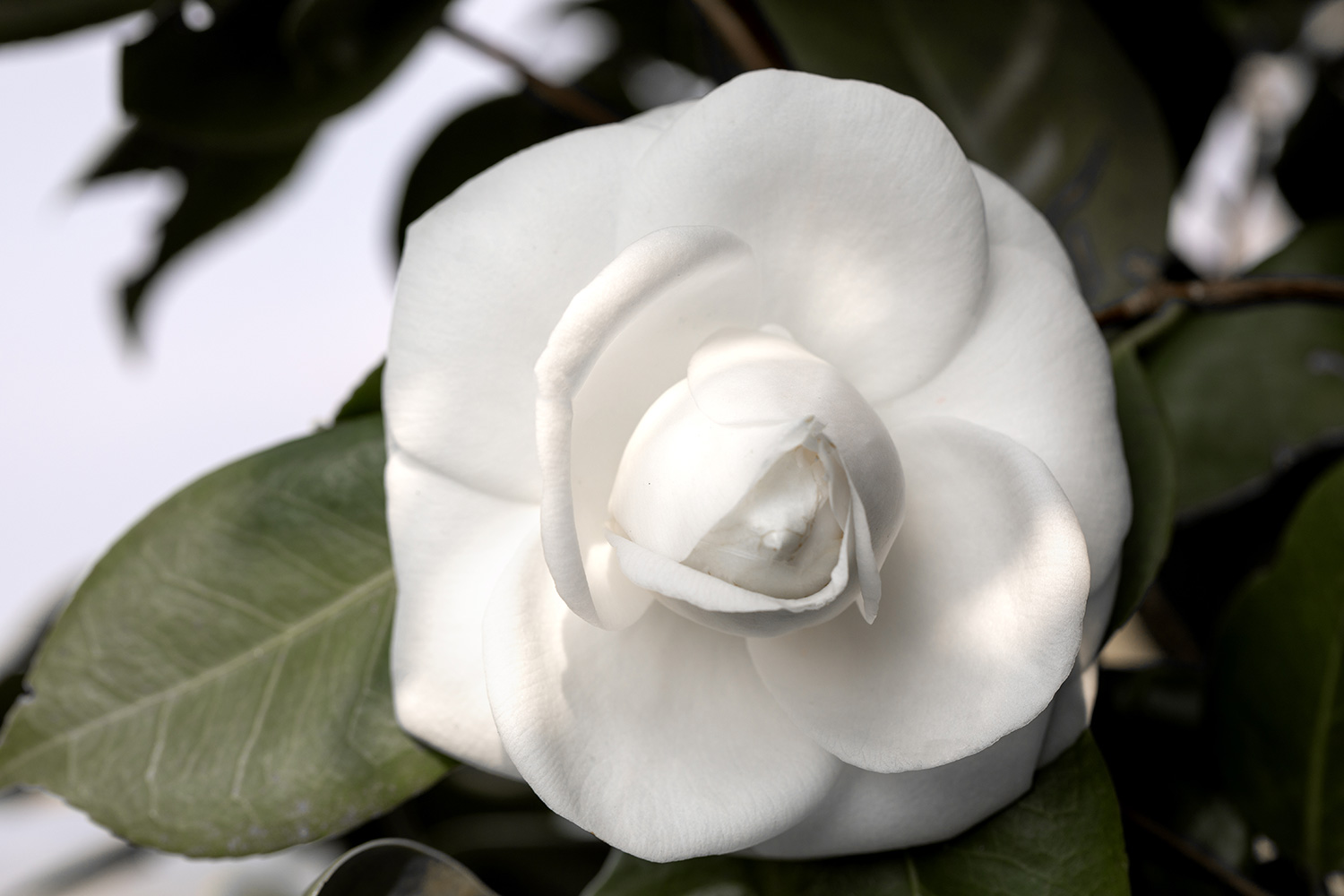 Vẻ đẹp của hoa trà trắng (Ảnh: sưu tầm)
