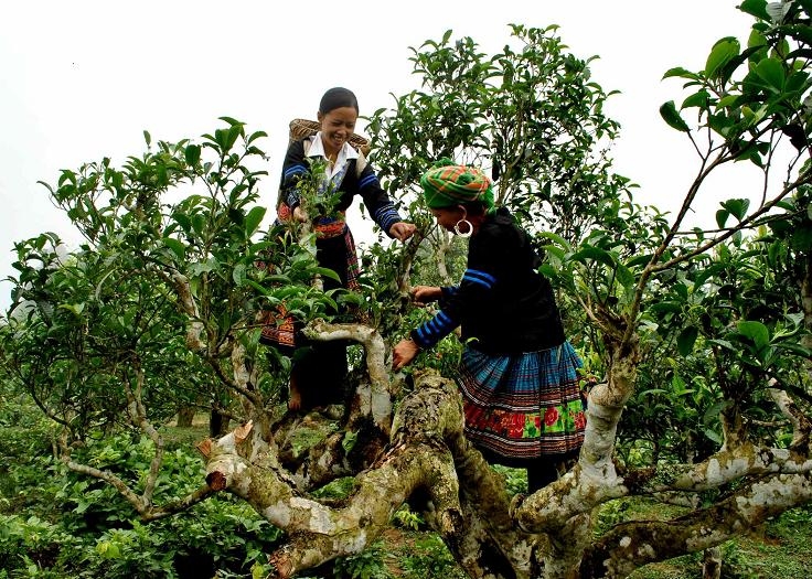 Vườn chè Tân Cương Thái Nguyên